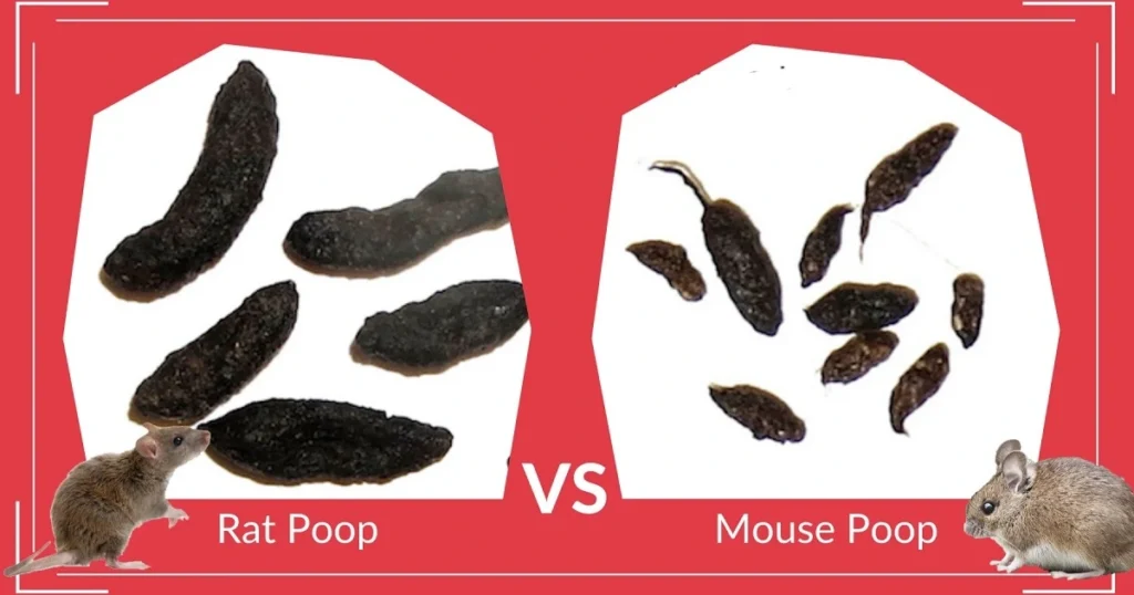 mouse poop squirrel poop