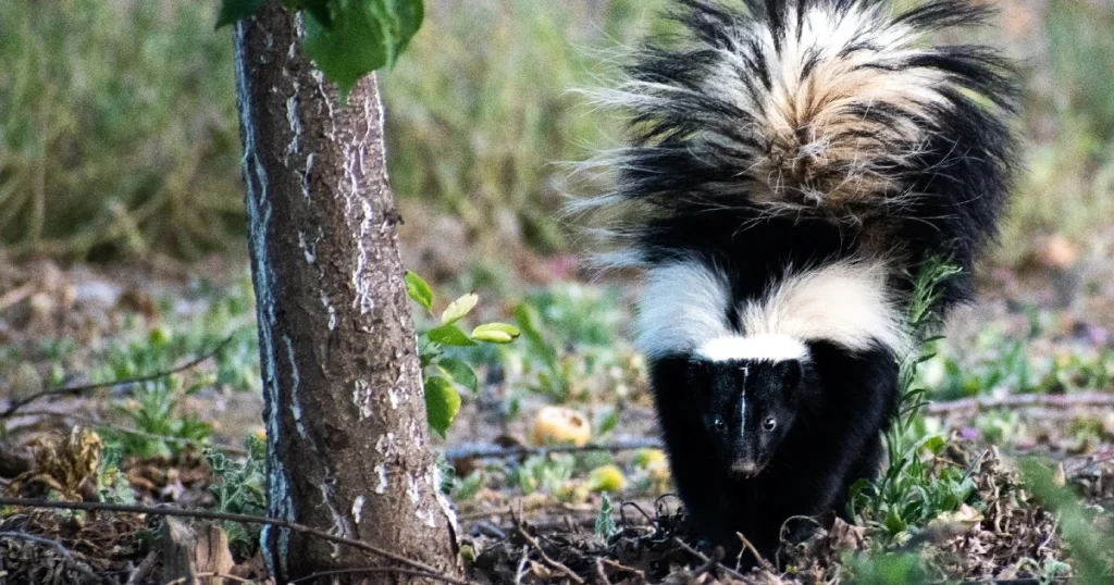 skunk poop pictures