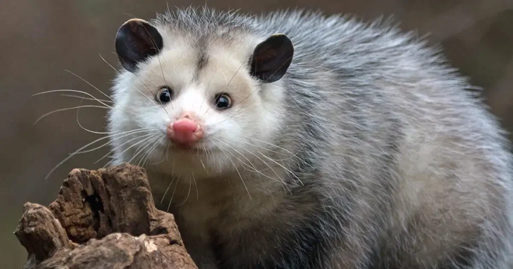 Opossum Spiritual Meaning