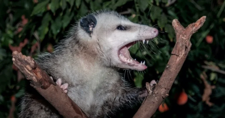 opossum sounds