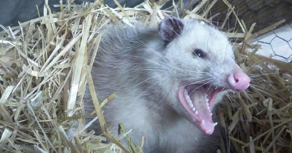 opossum sounds