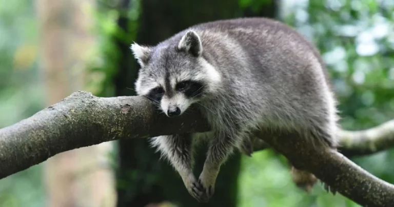 where do raccoons go during the day