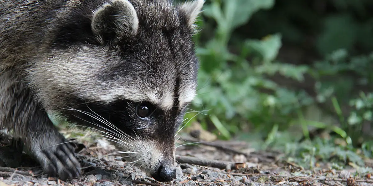 opossum raccoon poop