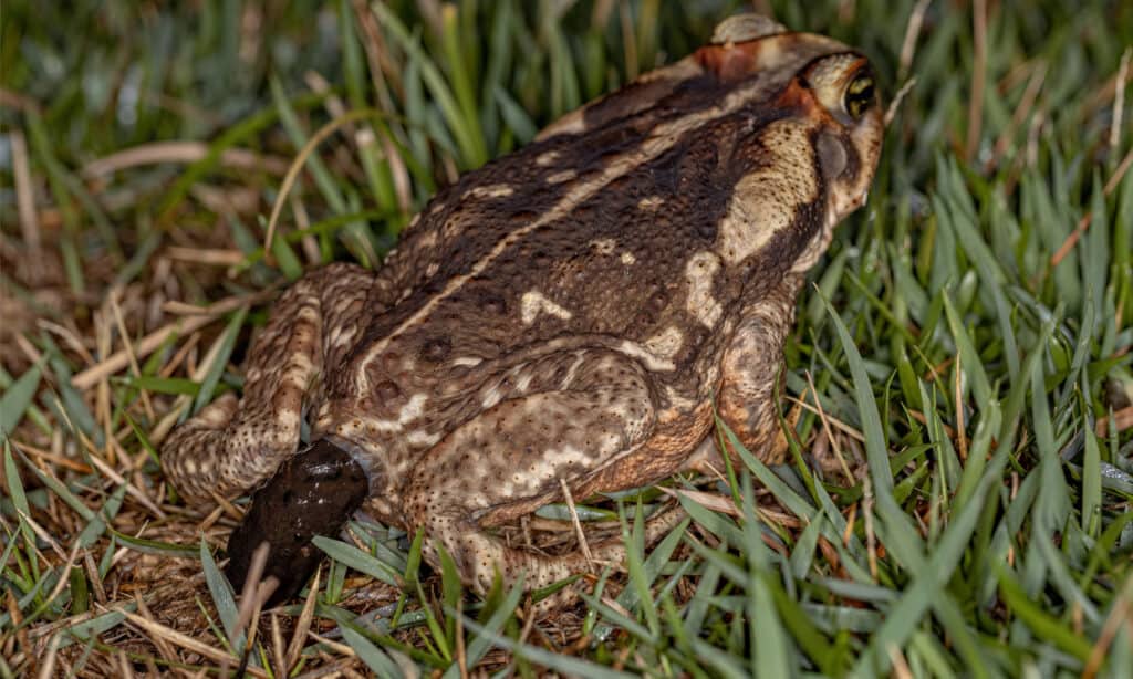 What Does Frog Poop Look Like