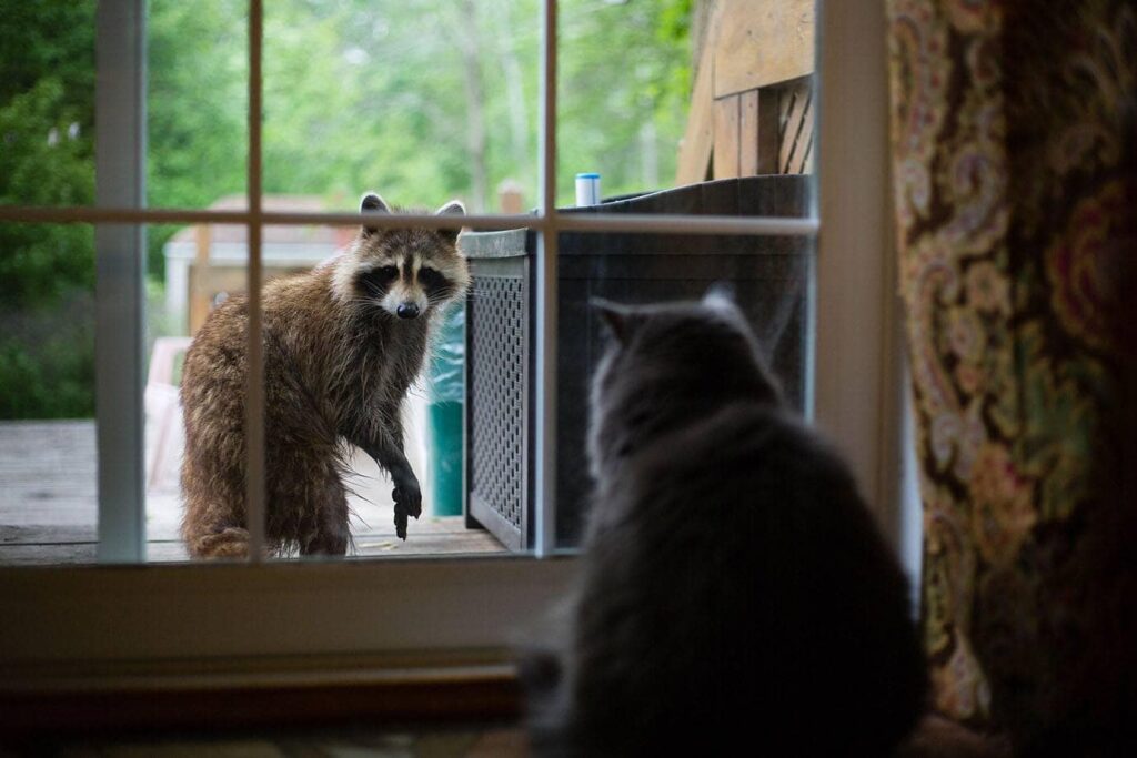 Do Raccoons Kill Cats