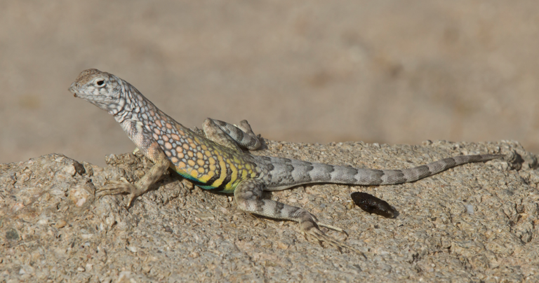 what does lizard poop look like