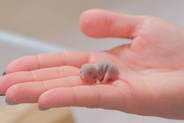 baby mouse vs baby rat