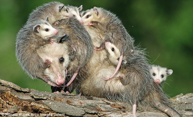 opossum sounds