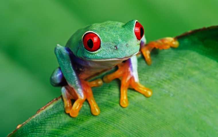 What Does Frog Poop Look Like