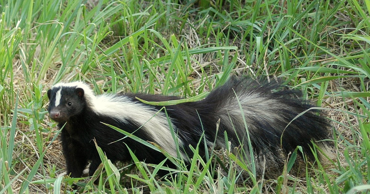 skunk poop pictures