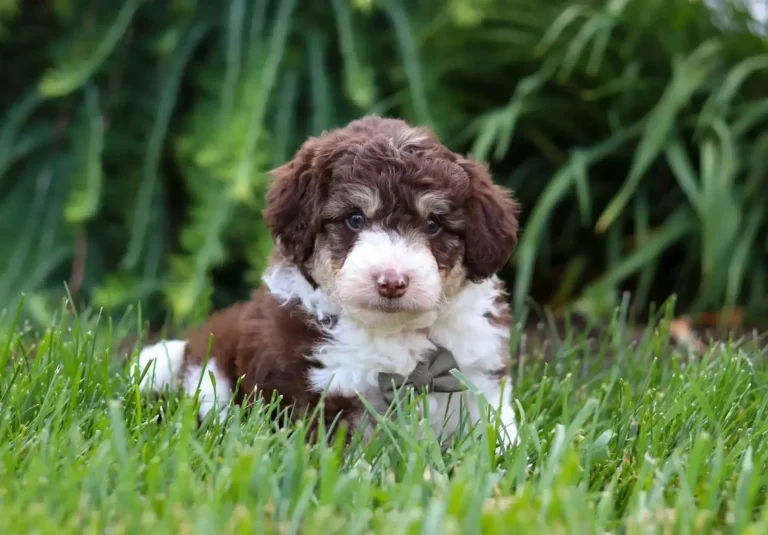 Mini Aussiedoodle | The Ultimate Companion for Active Families