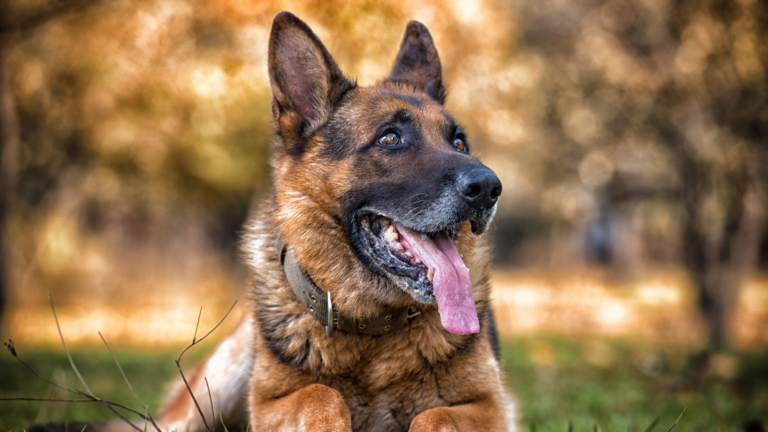 National German Shepherd Day | Celebrating an Iconic Breed