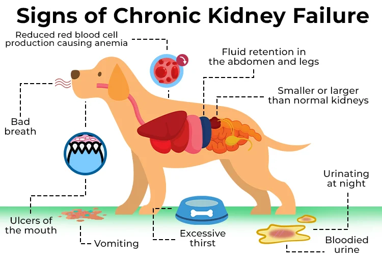 Dog Kidney Failure | When to Euthanize