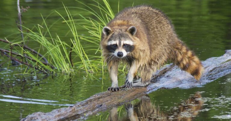 Rabid Raccoon Behavior