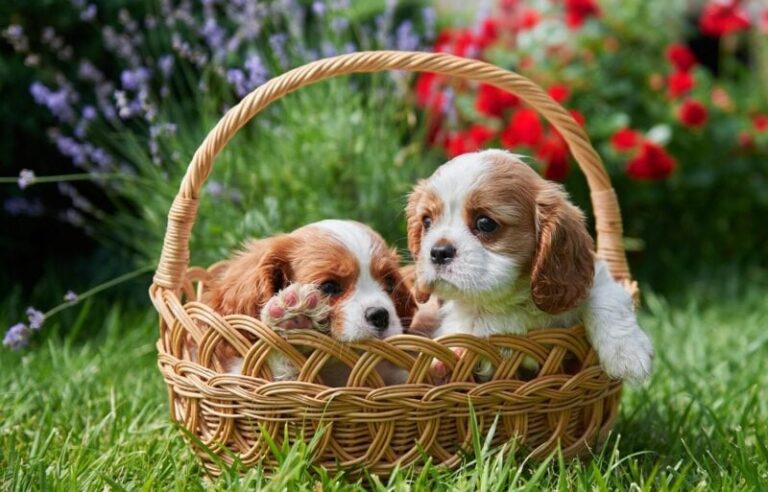 Teacup King Charles Spaniel | A Guide to This Elegant Companion