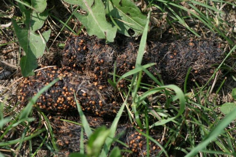 Groundhog Poop: Identification, Risks, and Management