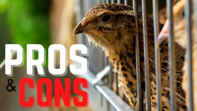 Can I Get QUAIL E5.7.2? Everything You Need to Know